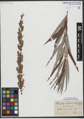 Foto von Salix viminalis L.